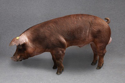 Danish Genetics Kreuzungssauen