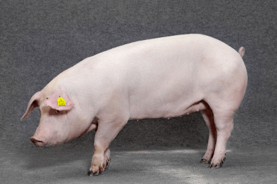 Danish Genetics Kreuzungssauen