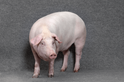 Danish Genetics Kreuzungssauen